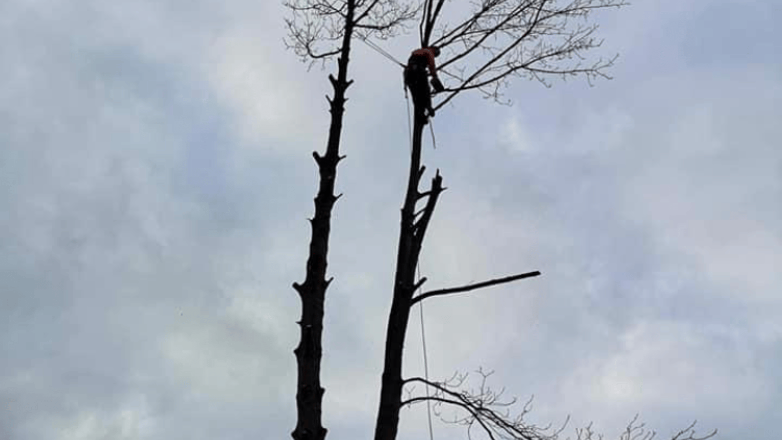 G M Tree Services