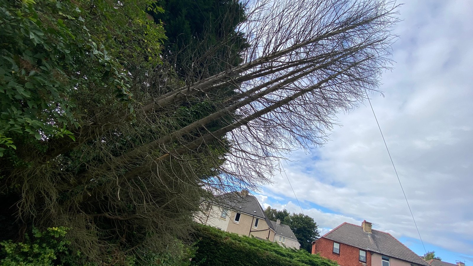 Tree Docs Ltd - Main MCC - 842-636-3170