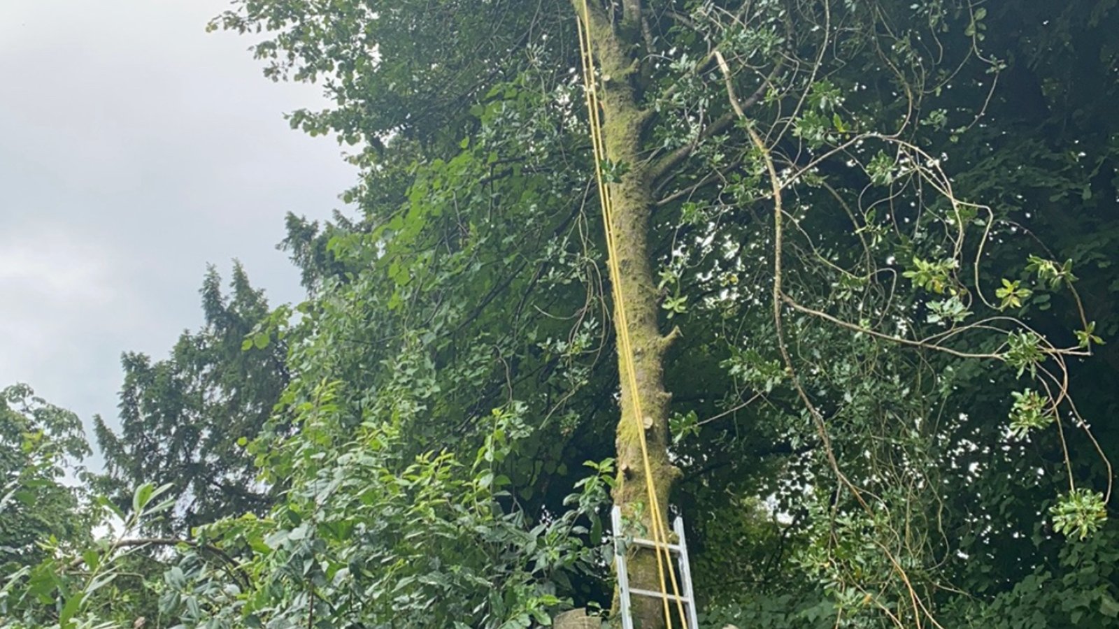 Tree Docs Ltd - Main MCC - 842-636-3170