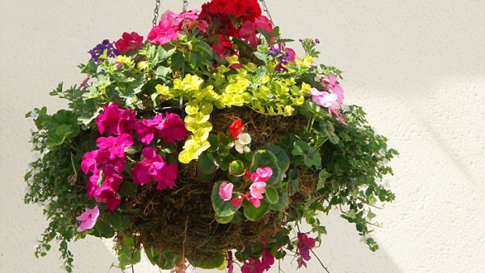 The Hanging Basket Nursery