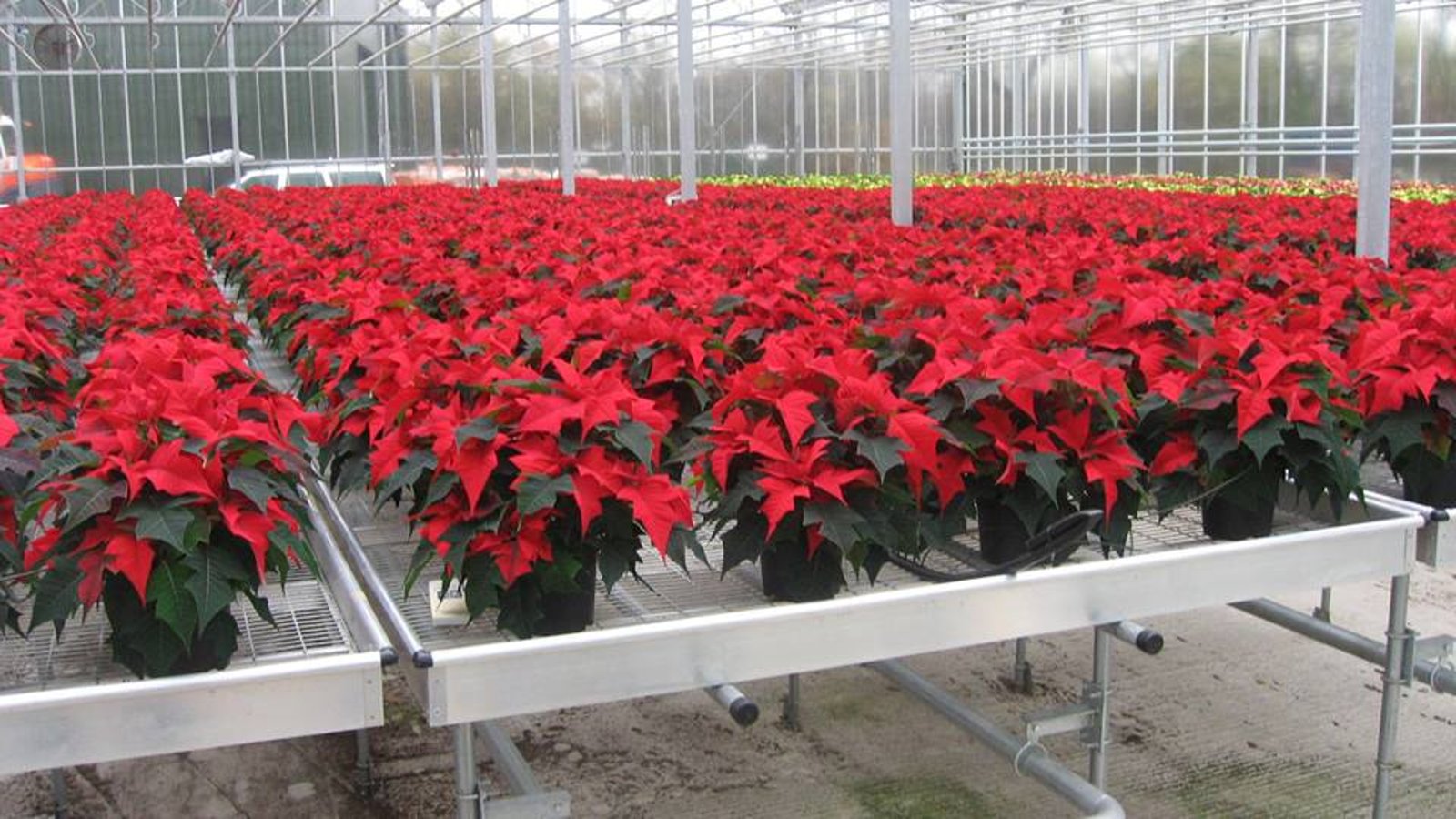 Pole Green Nurseries Ltd