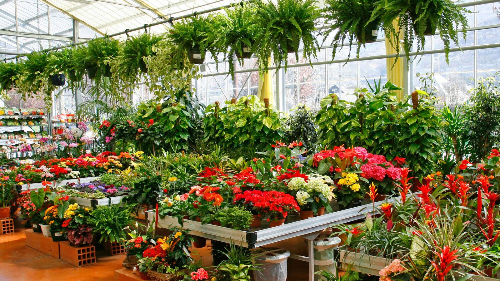Mike Capstick Nursery