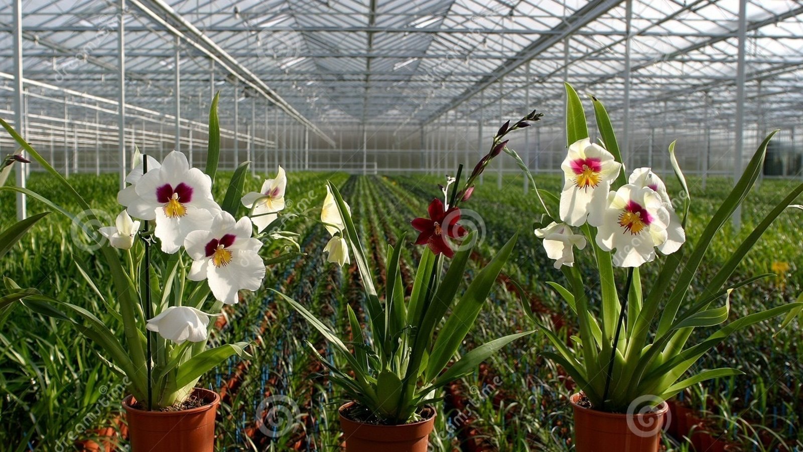 Beacon Nurseries and Garden Centre