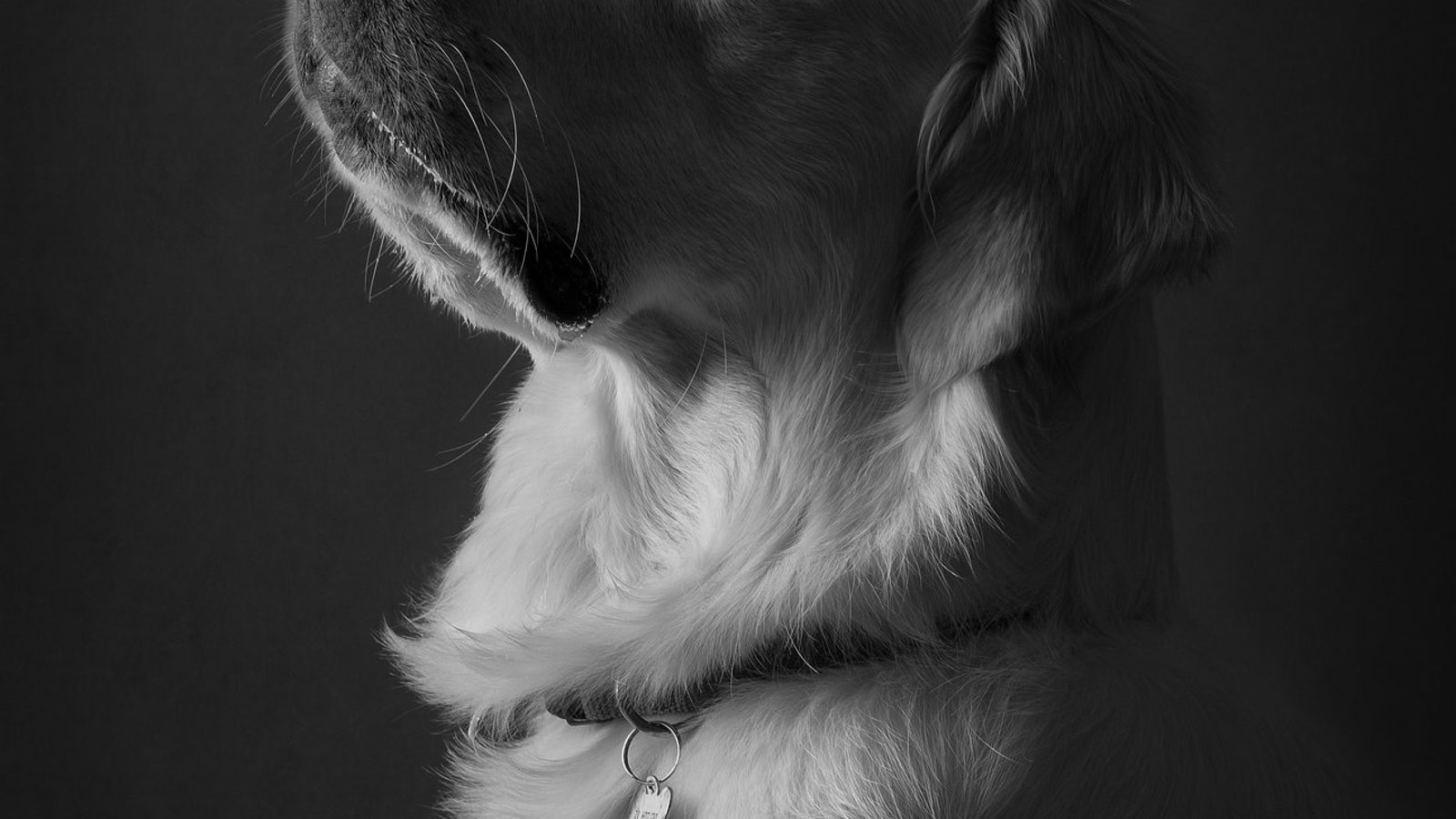 Furrtography Pet Photography - 433-304-9925