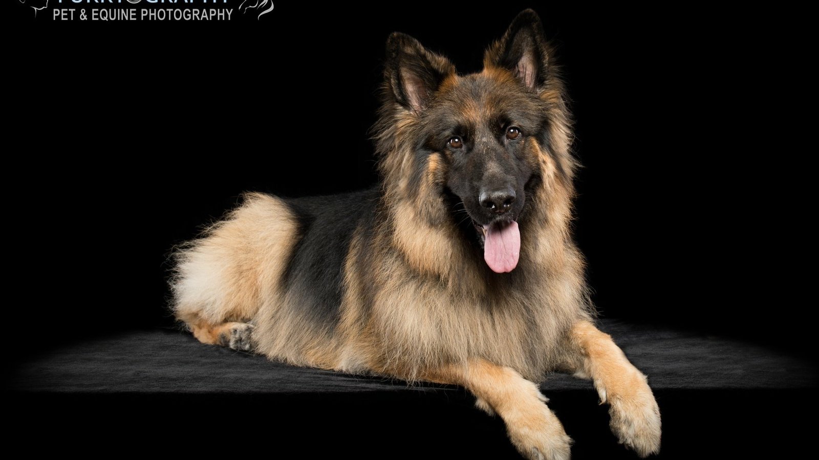 Furrtography Pet Photography - 433-304-9925