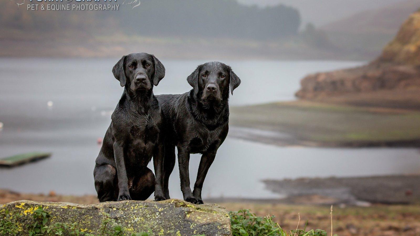 Furrtography Pet Photography - 433-304-9925