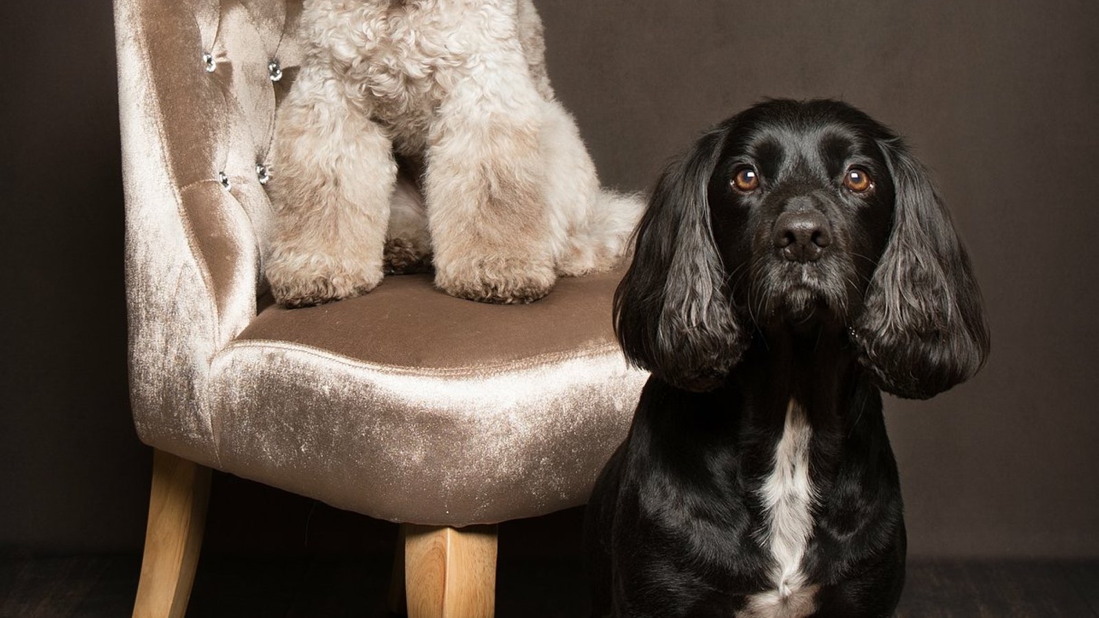 Furrtography Pet Photography - 433-304-9925