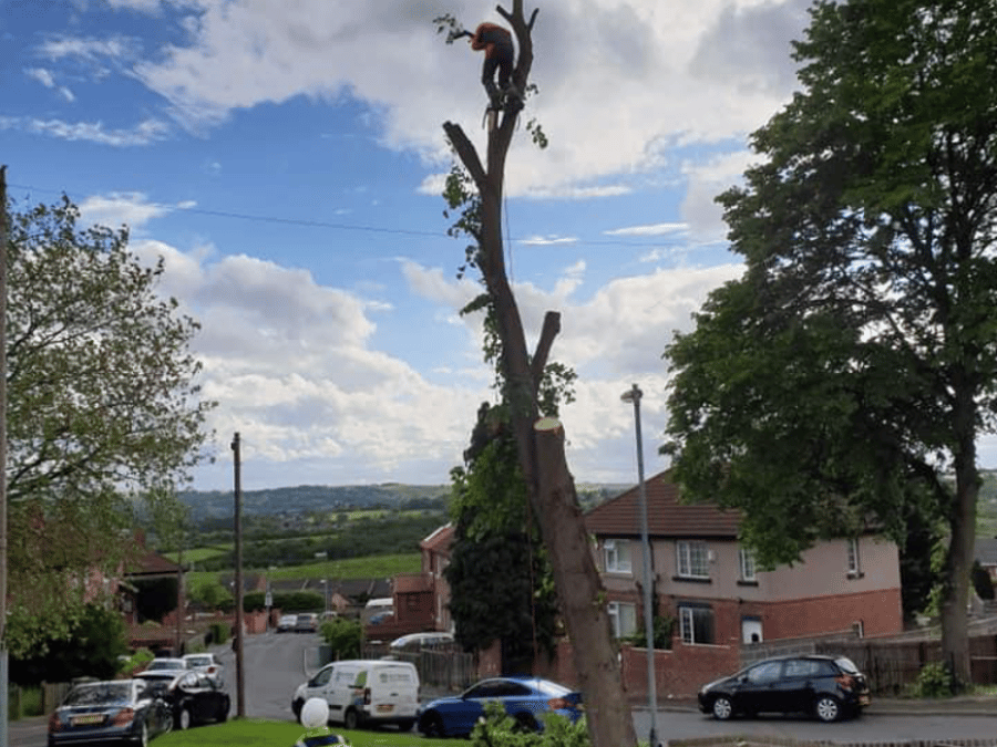 G M Tree Services