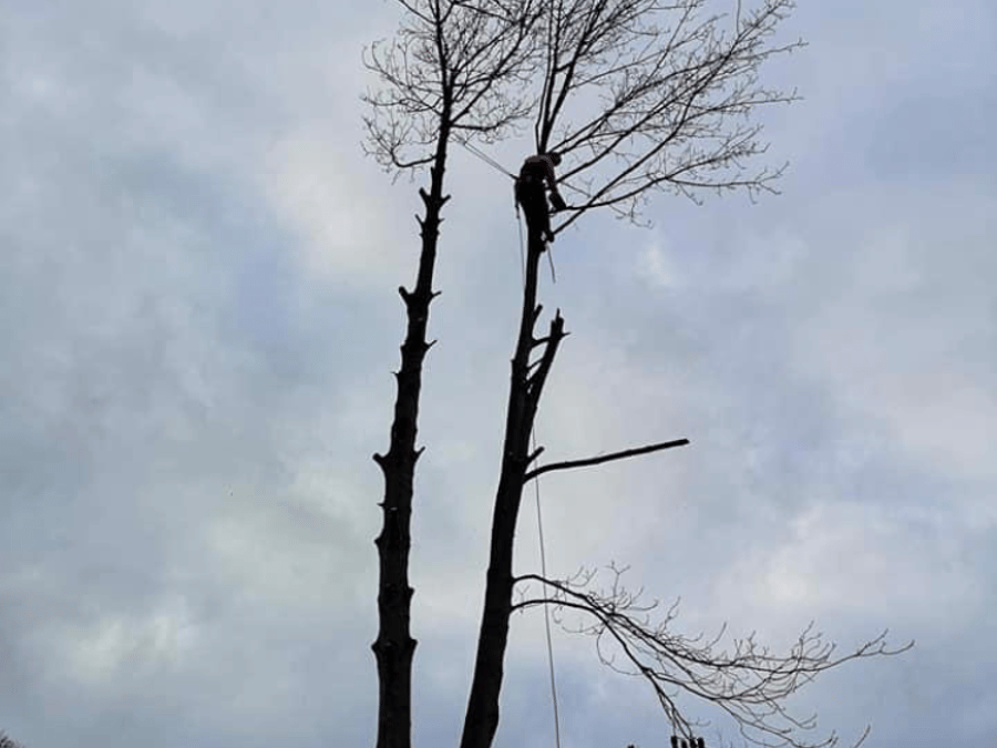 G M Tree Services