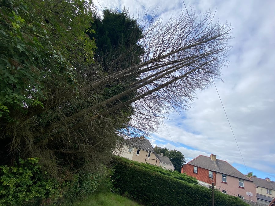 Tree Docs Ltd - Main MCC - 842-636-3170