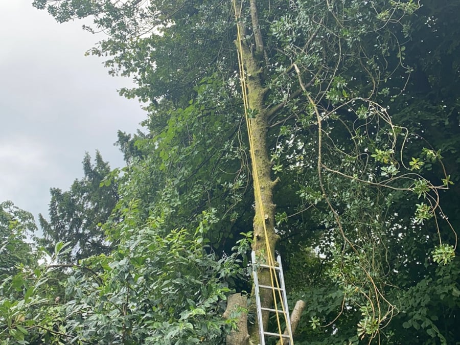 Tree Docs Ltd - Main MCC - 842-636-3170