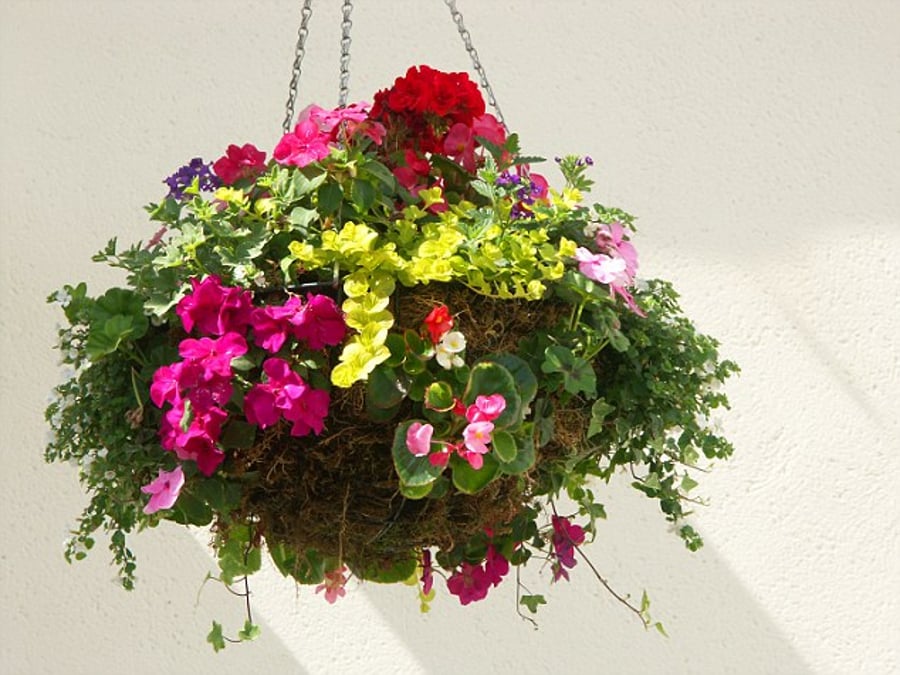 The Hanging Basket Nursery