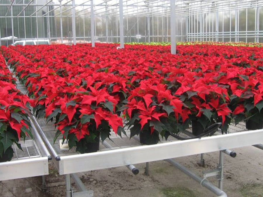 Pole Green Nurseries Ltd