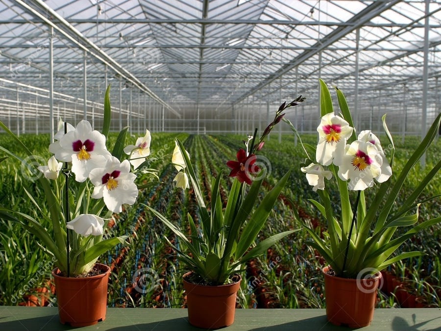 Beacon Nurseries and Garden Centre