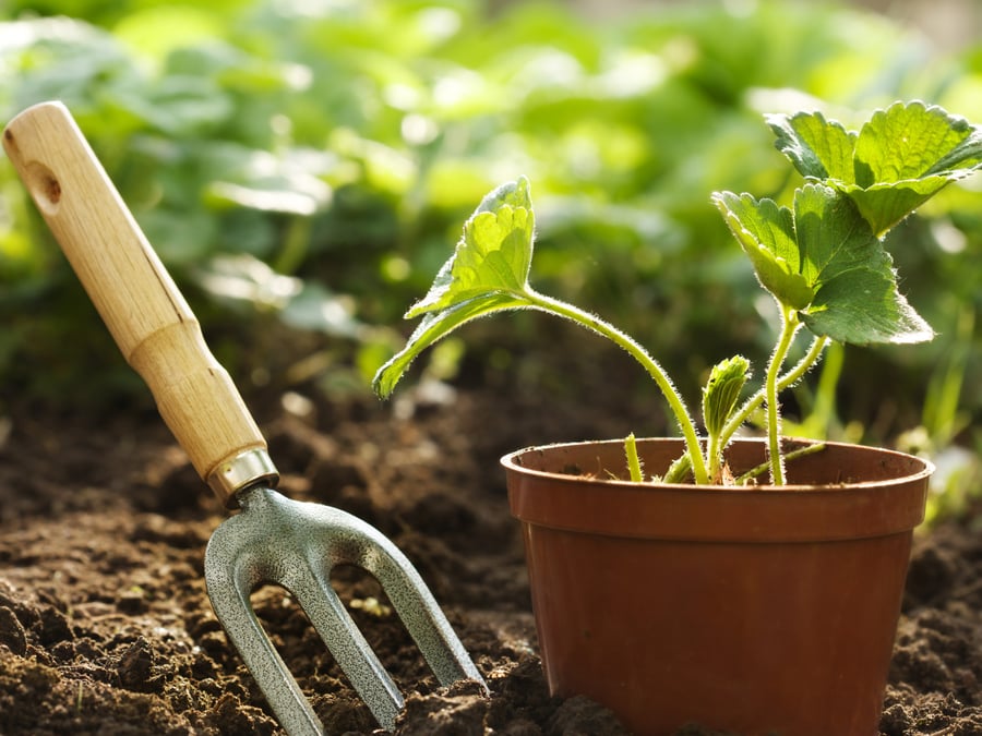 The Green Man Landscaping