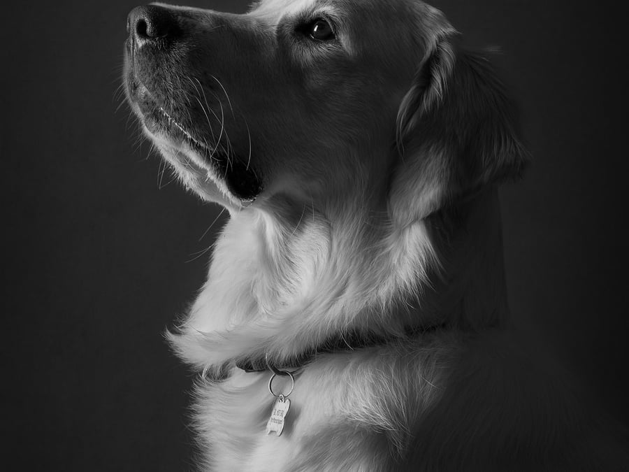 Furrtography Pet Photography - 433-304-9925