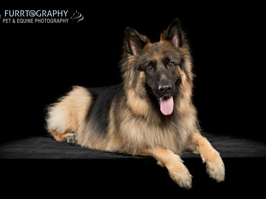 Furrtography Pet Photography - 433-304-9925