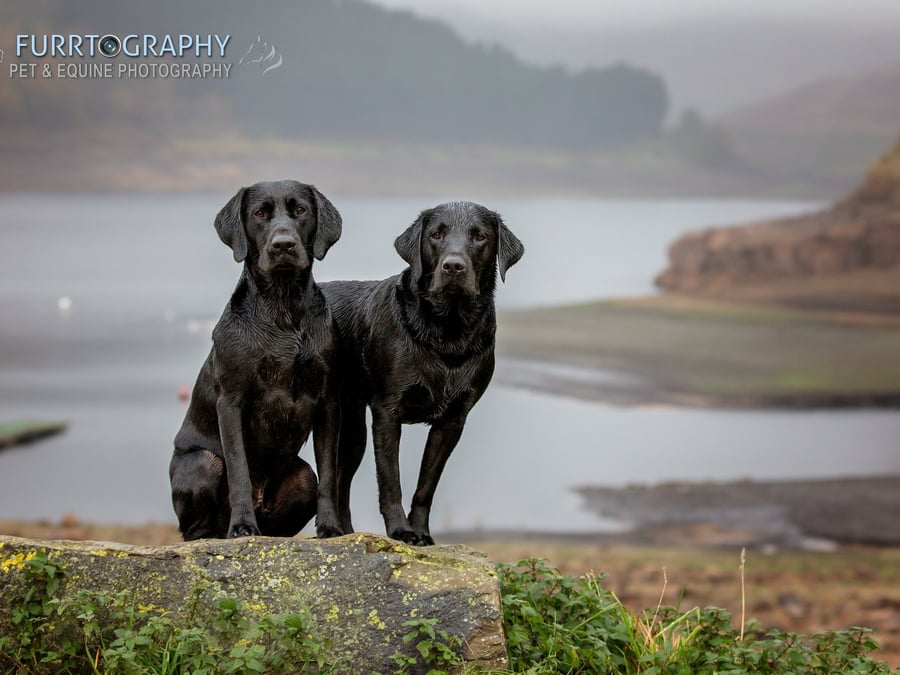 Furrtography Pet Photography - 433-304-9925