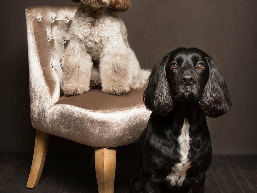 Furrtography Pet Photography - 433-304-9925