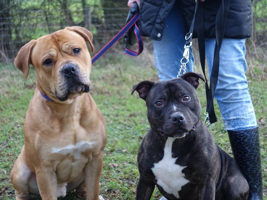 Tollgate Boarding Kennels & Cattery